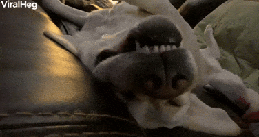 Sleeping Doggy Snores Loudly