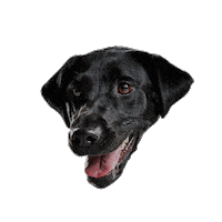 Top Dog Sticker by A&E