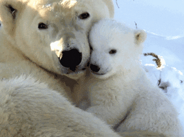 Polar Bears Cuddle GIF by MOODMAN