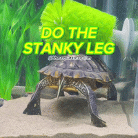 Pond Slider Turtle GIF