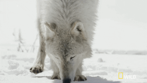wolf smell GIF by Nat Geo Wild 