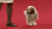 On My Way Running GIF by American Kennel Club