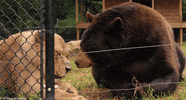 friends love GIF