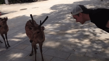 Deer Bow to Visitors at Japan's Nara Park