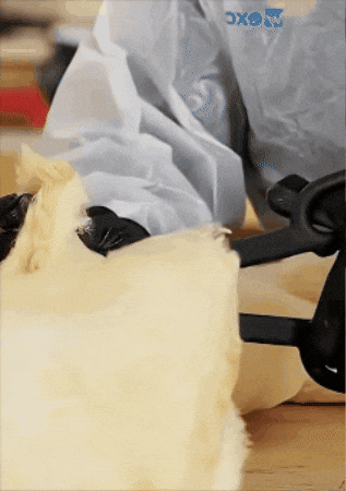 GIF animado