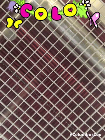 framebeta GIF by GIPHY Frame