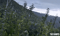 The Giants Forest GIF by Madman Entertainment