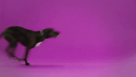 Dogs Doghealth GIF by Embrace Pet Insurance