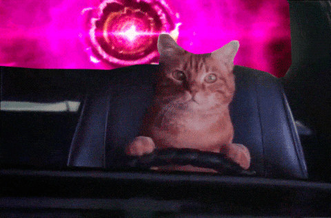 cat driving GIF