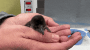 Tired Baby Penguin GIF by Cincinnati Zoo