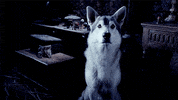 Game Of Thrones Dog GIF