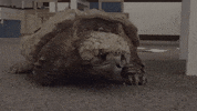 office pet GIF by Diply