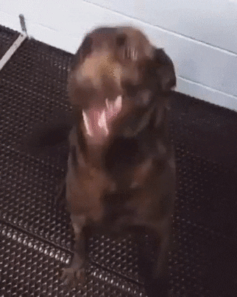 chocolate lab happy dance GIF by Rover.com
