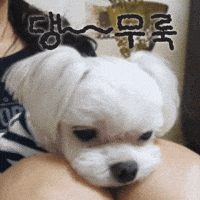 Puppy GIF