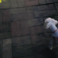 Puppy GIF