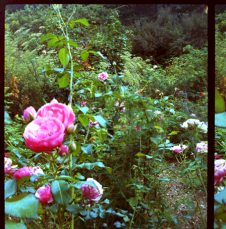 rose garden GIF by Christina Lu