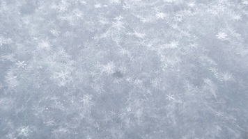 Christmas Branches and Vignettes and Titles Pack