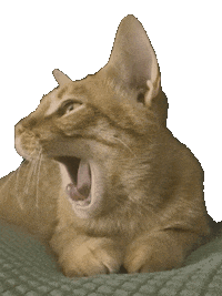 Sleepy Cats Sticker