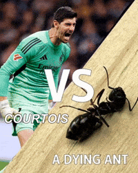 Thibaut Courtois GIF