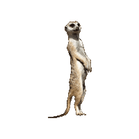 Avonturia kids kind meerkat dier Sticker
