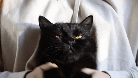 Newszii giphyupload cat meme joke GIF