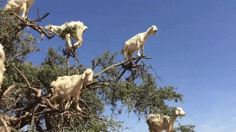 GIF Goat