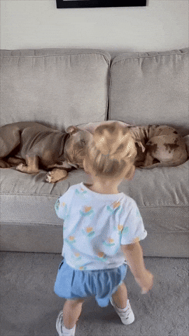 cuteanimalland giphyupload GIF