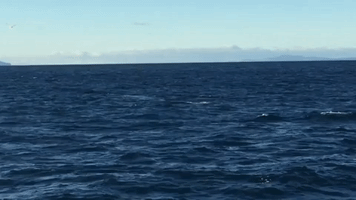 Whale Watchers Spot Rare Pygmy Blue in Hauraki Gulf