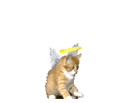 Angel Cat Sticker