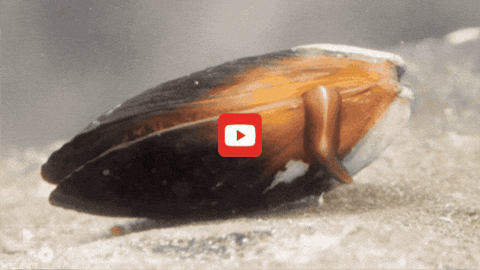 GIF by KQEDScience