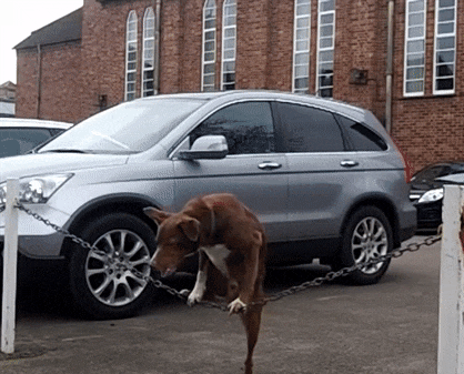 dog balance GIF
