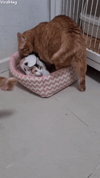 Cat GIF by ViralHog