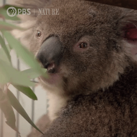 Pbs Nature Koala GIF by Nature on PBS