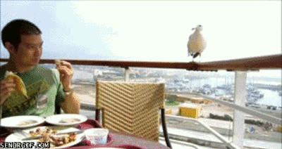 birds eating GIF by Cheezburger