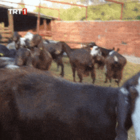 Where Are You What GIF by TRT