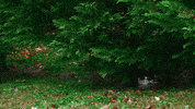 Rain Landscape GIF