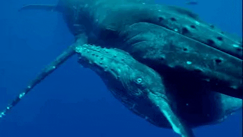 Baby Animals Ocean GIF by PBS