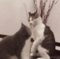 Video gif. Grey cat tries to lunge at a gray and white cat’s stomach, but the other cat grabs onto its neck, putting the gray cat into a headlock. The gray and white cat then slams the gray cat down onto the ground like a pro wrestler.