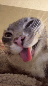 Smirk Cat Smile GIF