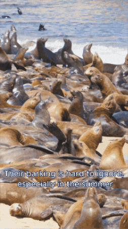 Sea Lions GIF by Monterey Bay Aquarium