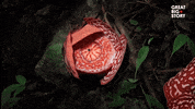 GIF by Great Big Story