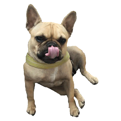 Dog Crossfit Sticker by CrossfitOverfront