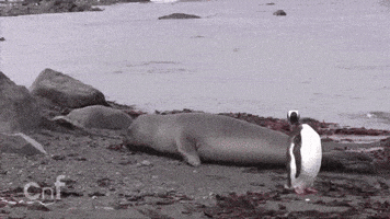 chick seal GIF