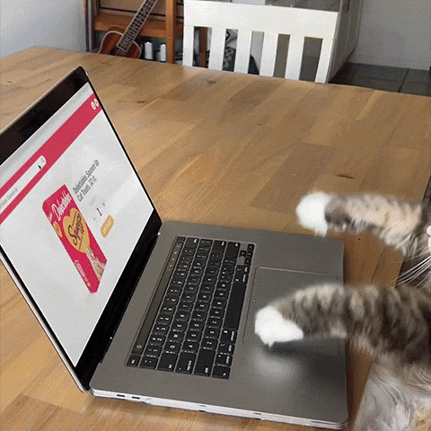 delectablescattreats giphyupload computer typing funny cat GIF