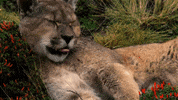 Tired Lion GIF by Nat Geo Wild