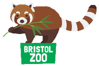 Red Panda Zoo Sticker by BristolZooGardens