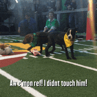 animal planet puppy bowl 2016 GIF by GIPHY CAM