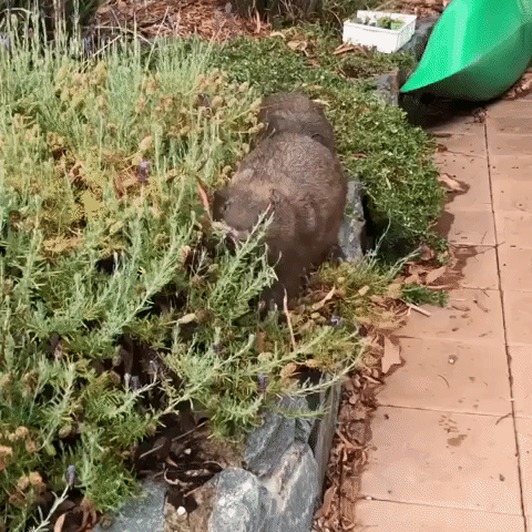 Wombats Help Carer With Gardening at Canberra Home