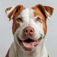 Happy Dog GIF by Caavakushi