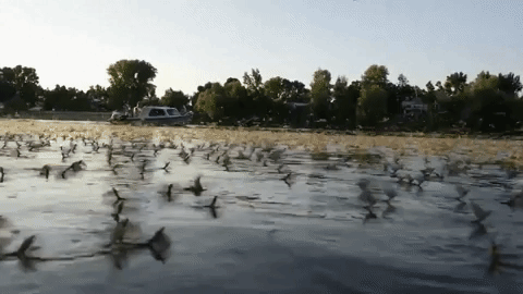 GIF by BFMTV